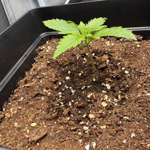 Fat Banana Auto #1 -89g growlog photo: 20:23