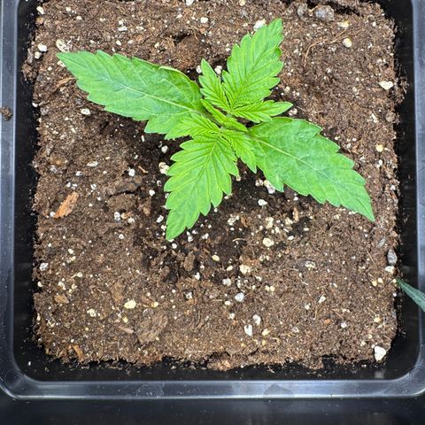 Fat Banana Auto #1 -89g growlog photo: 20:23