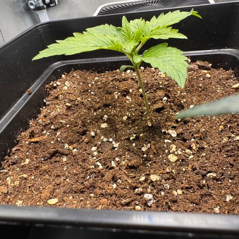 Fat Banana Auto #1 -89g growlog photo: 21:44