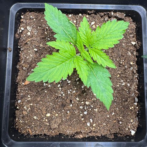 Fat Banana Auto #1 -89g growlog photo: 21:44