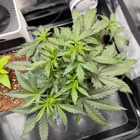 Cookies Gelato Auto #1 -41,5g growlog photo: 21:44