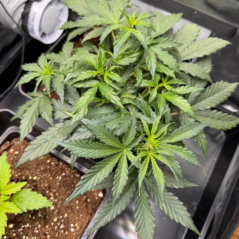 Cookies Gelato Auto #1 -41,5g growlog photo: 21:44