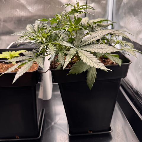 Cookies Gelato Auto #1 -41,5g growlog photo: 21:44