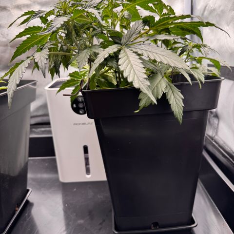 Cookies Gelato Auto #1 -41,5g growlog photo: 18:57