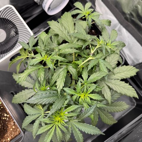 Cookies Gelato Auto #1 -41,5g growlog photo: 18:57