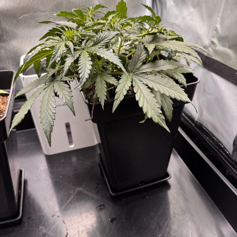 Cookies Gelato Auto #1 -41,5g growlog photo: 18:57