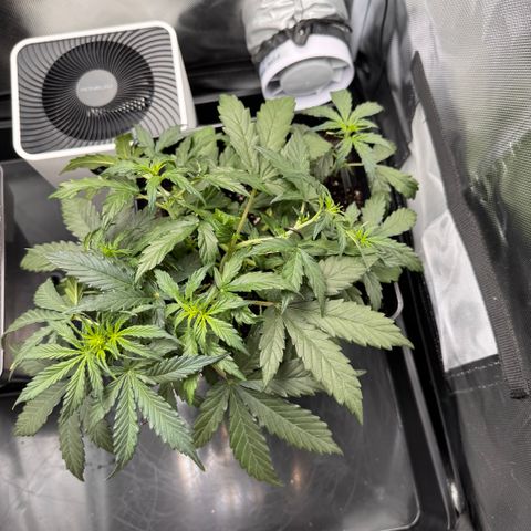 Cookies Gelato Auto #1 -41,5g growlog photo: 18:57