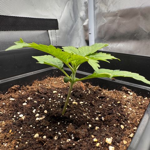 Fat Banana Auto #1 -89g growlog photo: 18:57