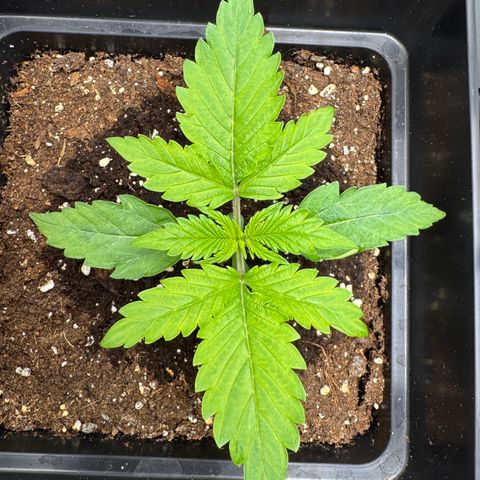 Fat Banana Auto #1 -89g growlog photo: 18:57