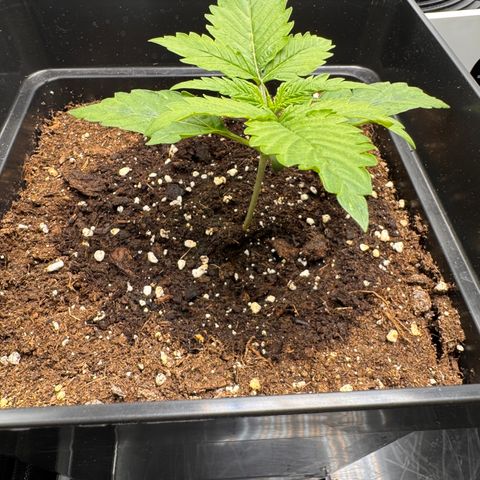 Fat Banana Auto #1 -89g growlog photo: 18:57