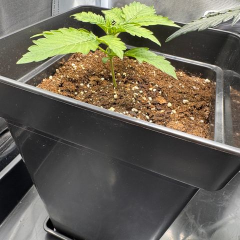 Fat Banana Auto #1 -89g growlog timeline photo