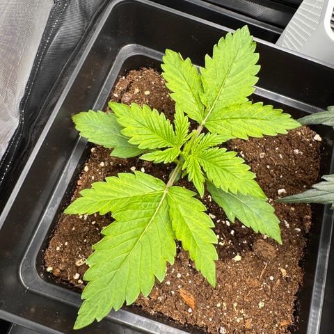Fat Banana Auto #1 -89g growlog timeline photo