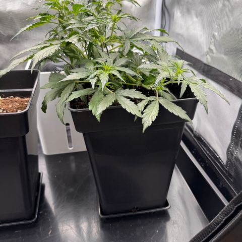Cookies Gelato Auto #1 -41,5g growlog timeline photo