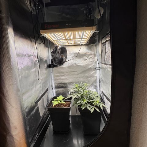 Cookies Gelato Auto #1 -41,5g growlog timeline photo