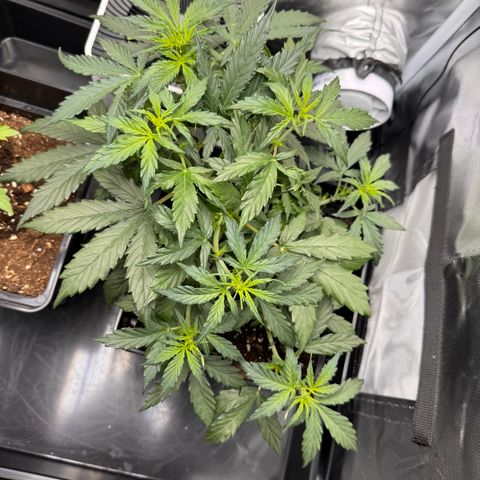 Cookies Gelato Auto #1 -41,5g growlog timeline photo