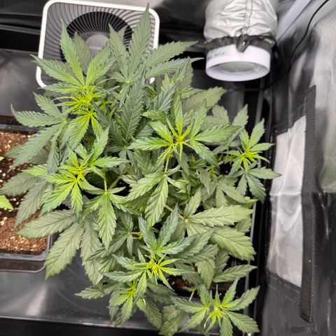 Cookies Gelato Auto #1 -41,5g growlog timeline photo
