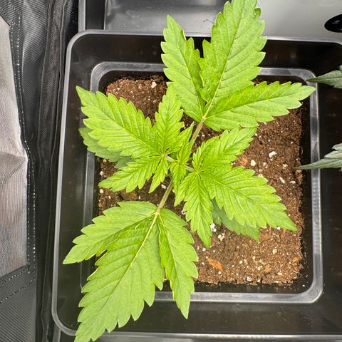 Fat Banana Auto #1 -89g growlog photo: 20:53