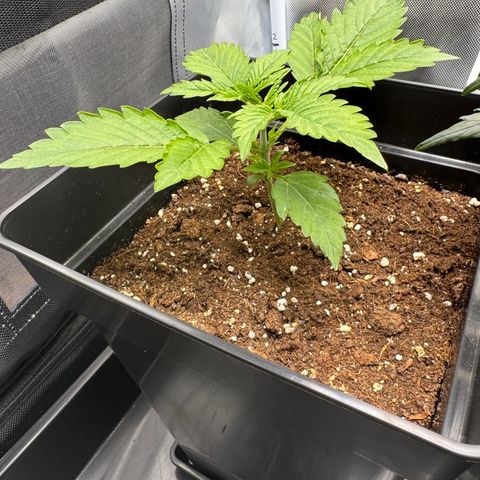 Fat Banana Auto #1 -89g growlog photo: 20:53