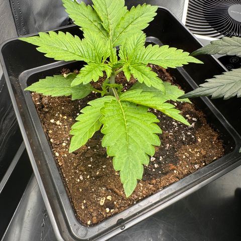 Fat Banana Auto #1 -89g growlog photo: 20:59