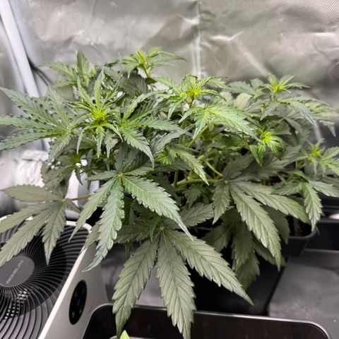 Cookies Gelato Auto #1 -41,5g growlog timeline photo