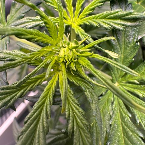 Cookies Gelato Auto #1 -41,5g growlog timeline photo
