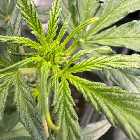 Cookies Gelato Auto #1 -41,5g growlog timeline photo