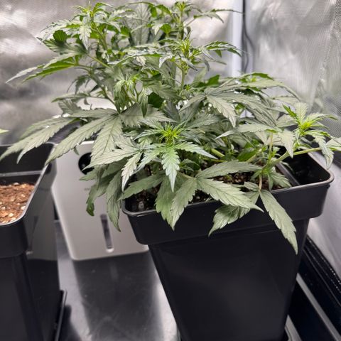 Cookies Gelato Auto #1 -41,5g growlog timeline photo