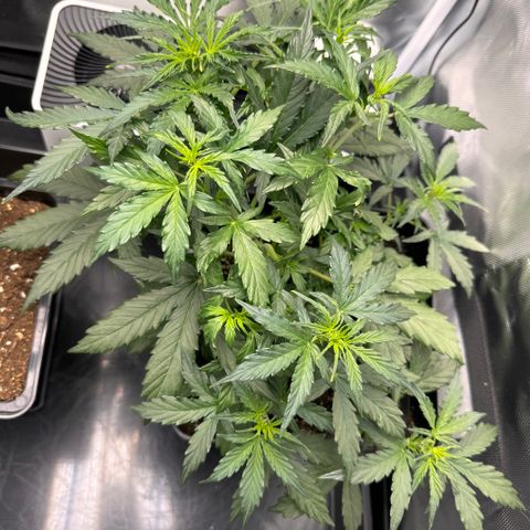Cookies Gelato Auto #1 -41,5g growlog timeline photo