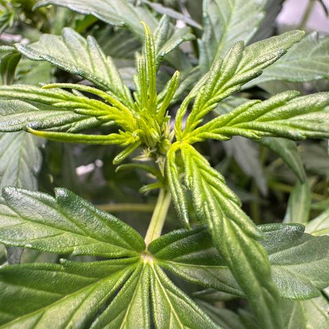 Cookies Gelato Auto #1 -41,5g growlog timeline photo