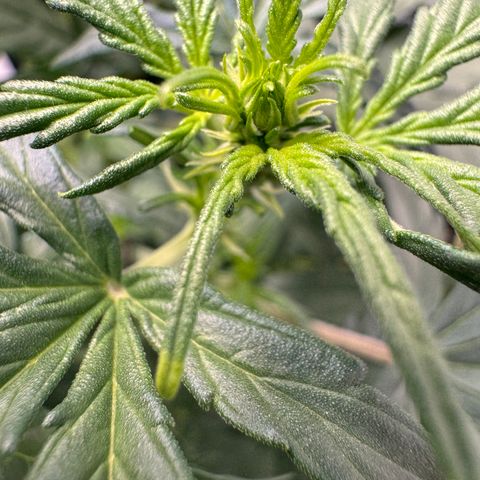 Cookies Gelato Auto #1 -41,5g growlog timeline photo