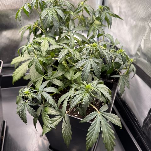 Cookies Gelato Auto #1 -41,5g growlog timeline photo