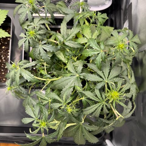 Cookies Gelato Auto #1 -41,5g growlog timeline photo