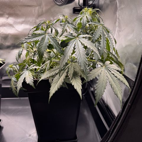 Cookies Gelato Auto #1 -41,5g growlog timeline photo