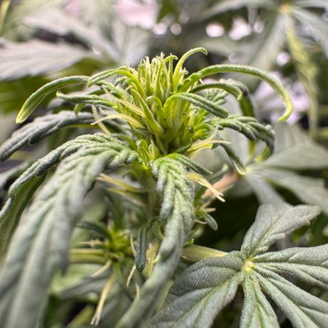 Cookies Gelato Auto #1 -41,5g growlog timeline photo