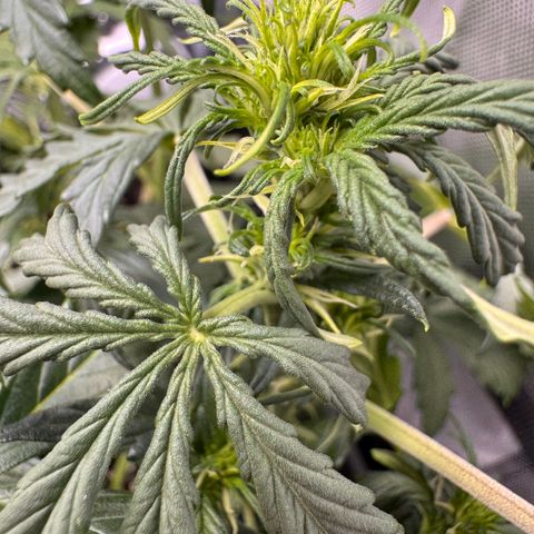 Cookies Gelato Auto #1 -41,5g growlog timeline photo