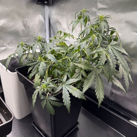 Cookies Gelato Auto #1 -41,5g growlog timeline photo