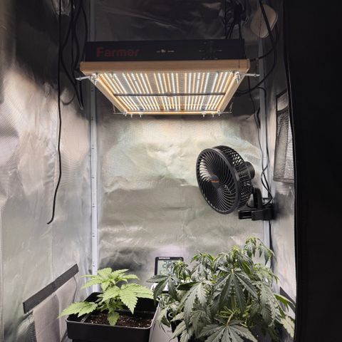 Cookies Gelato Auto #1 -41,5g growlog timeline photo