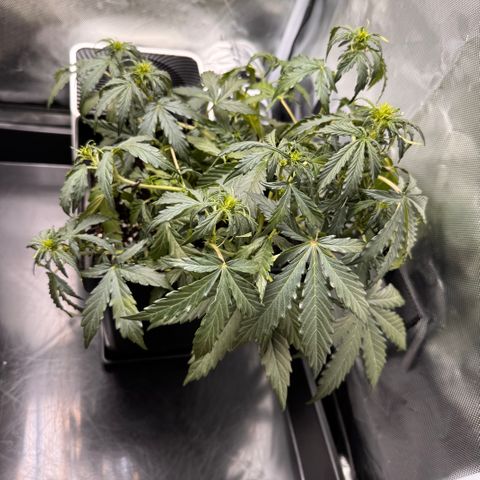 Cookies Gelato Auto #1 -41,5g growlog timeline photo