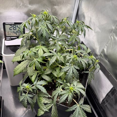 Cookies Gelato Auto #1 -41,5g growlog timeline photo