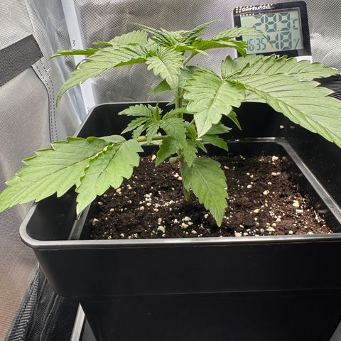 Fat Banana Auto #1 -89g growlog timeline photo