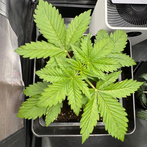 Fat Banana Auto #1 -89g growlog timeline photo