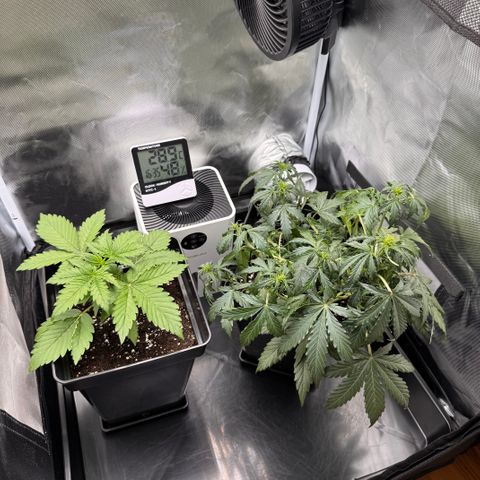 Fat Banana Auto #1 -89g growlog timeline photo