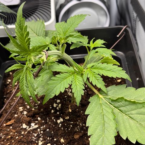 Fat Banana Auto #1 -89g growlog timeline photo