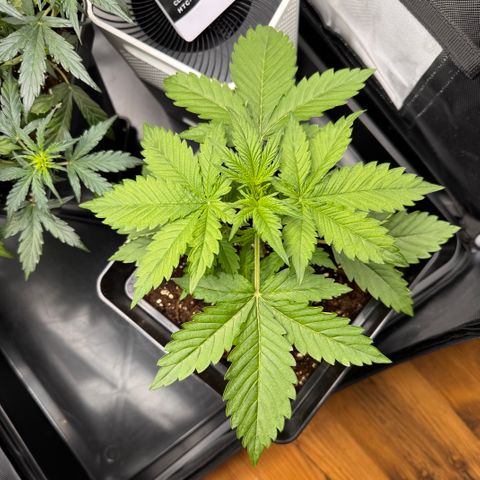 Fat Banana Auto #1 -89g growlog timeline photo