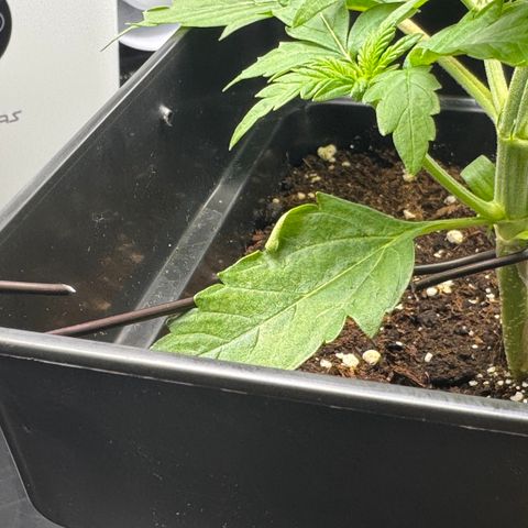 Fat Banana Auto #1 -89g growlog timeline photo