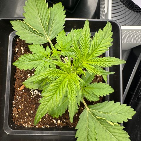 Fat Banana Auto #1 -89g growlog timeline photo