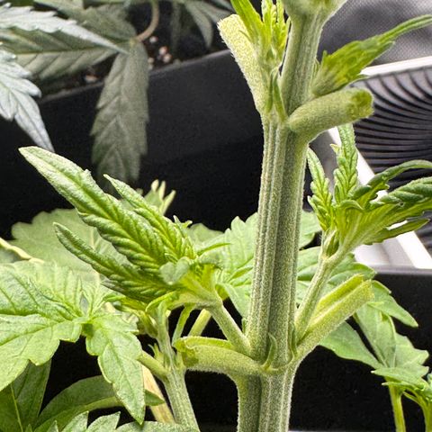 Fat Banana Auto #1 -89g growlog timeline photo