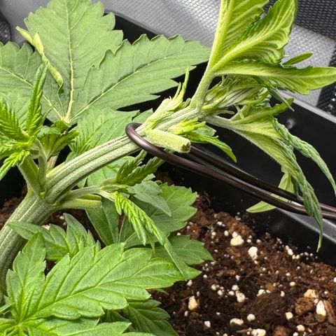 Fat Banana Auto #1 -89g growlog timeline photo