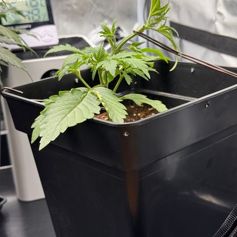 Fat Banana Auto #1 -89g growlog timeline photo