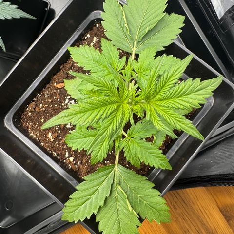 Fat Banana Auto #1 -89g growlog timeline photo